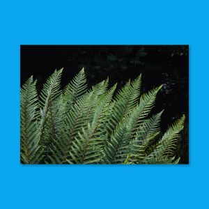 A Fan of Ferns - Landscape Lustre Art Print