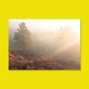 Autumn in Ramsden Rocks Quarry - Landscape Lustre Art Print