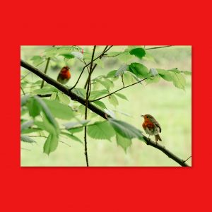 Robin Robin - Landscape Lustre Art Print